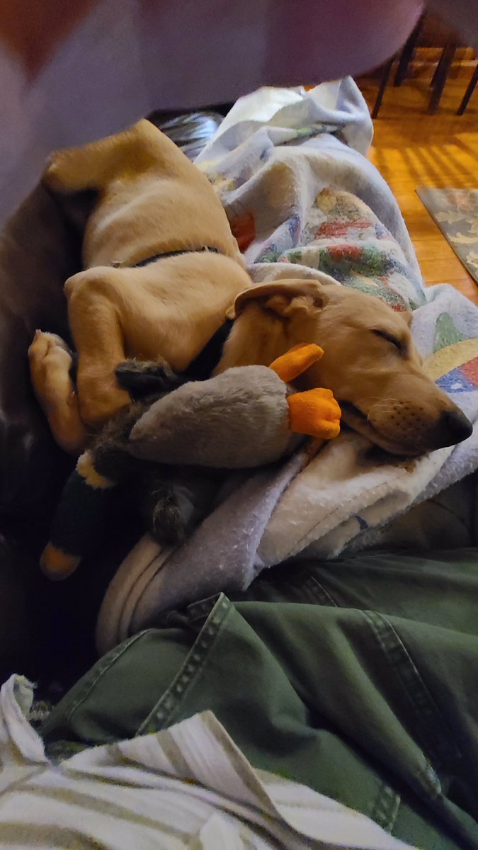 PatGehant's tweet photo. @DanaPerino My baby Zeke https://t.co/XRxEiwrPzM