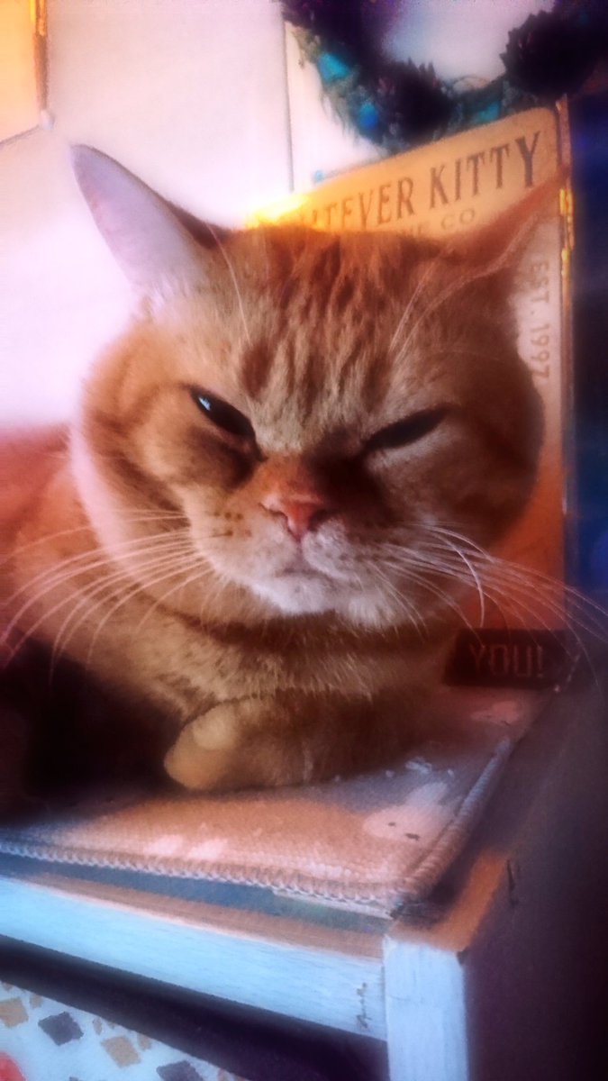 NekojiriA's tweet photo. みなしゃま。
めりーくりすます

 #猫 #アメショー #茶トラ
 #クリスマス #くりすます https://t.co/YKLLTeUiU4
