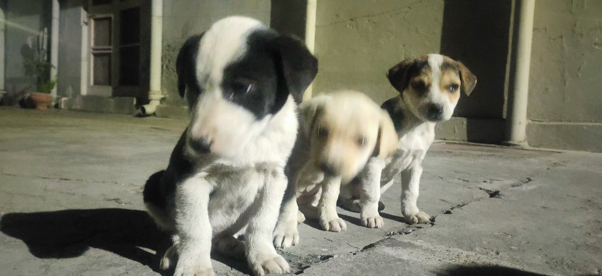 Hop24900929's tweet photo. 🐶🐶🐶🐶
People say I don't like dogs ..... I say who the hell are you ❣️
#doglovers #Trending #India #new #LoveActually #dogecoin #beautiful https://t.co/GnLX8nP8VA