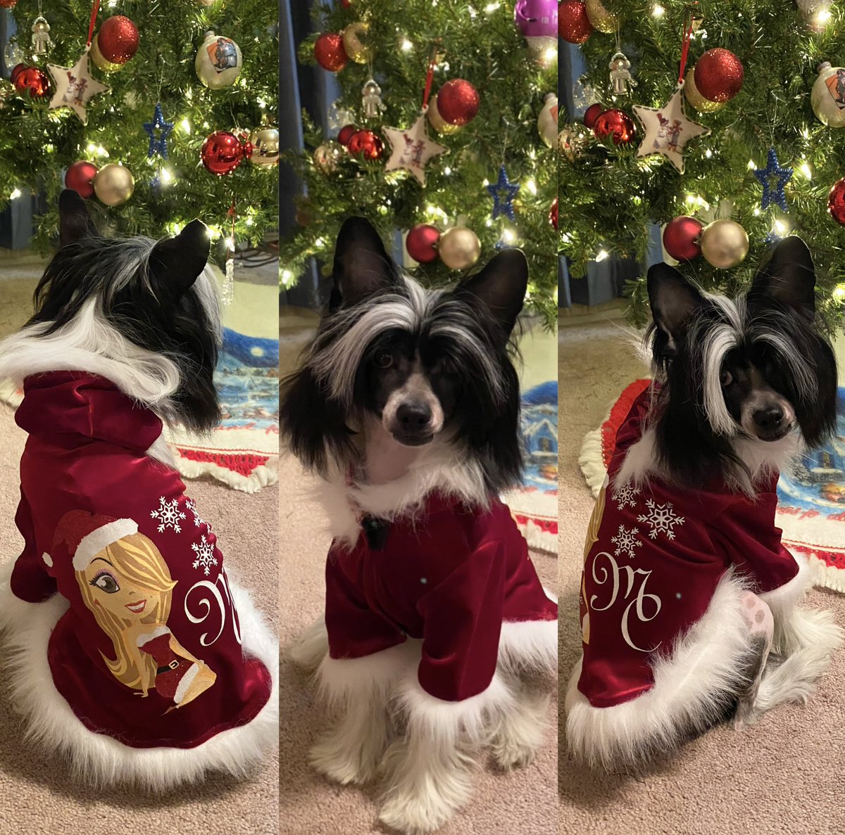 Mjbmc17's tweet photo. My baby boy Sovereign in his festive @MariahCarey ensemble ready for Santa!! Cmon he’s adorable! #MariahCarey #chinesecrested #christmas https://t.co/MbsNSBcrWK