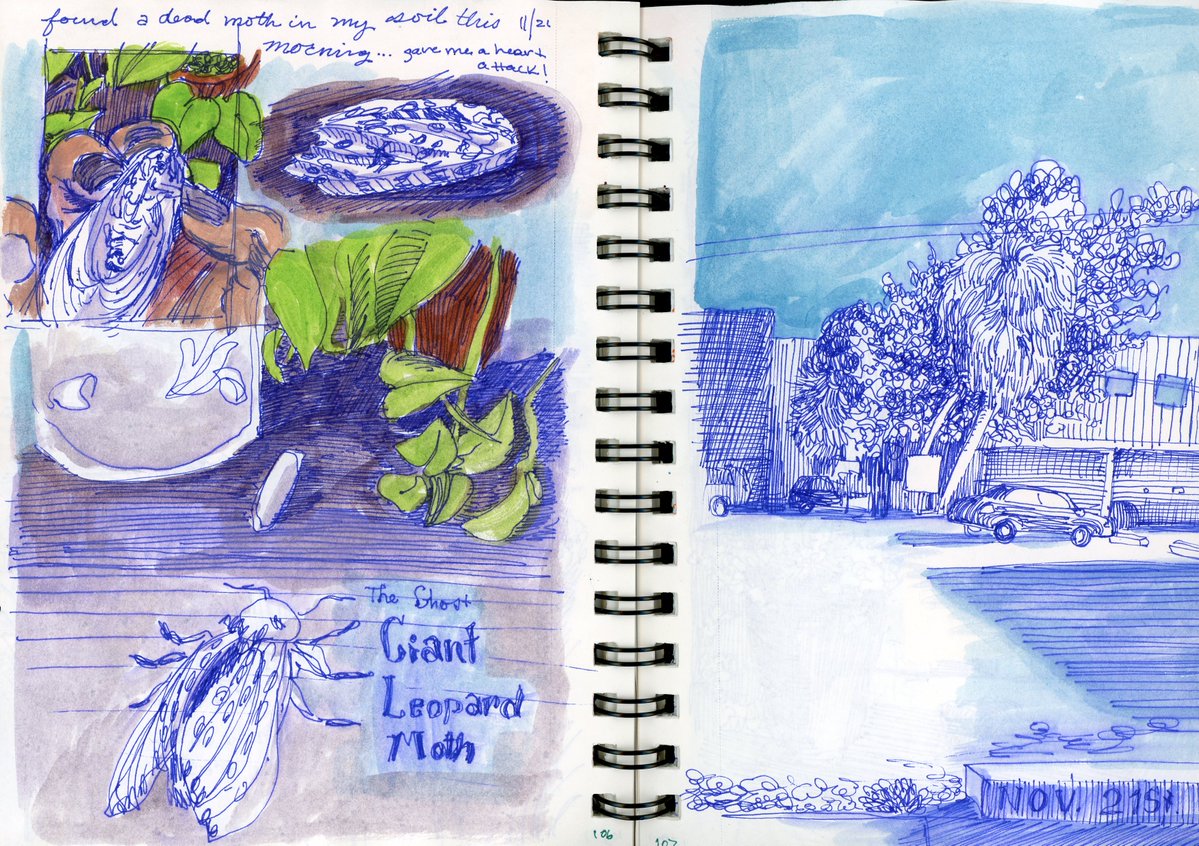 beeebrown80's tweet photo. Probably hard to read~ But after replanting, a dead moth jumped out at me from my soil bag 😱 scared the dirt out of me !! #Sketchbook #houseplantrepot #Watercolor #GiantLeopardmoth #Observationaldrawing #Illustrationartists https://t.co/wqxB4dCfLn