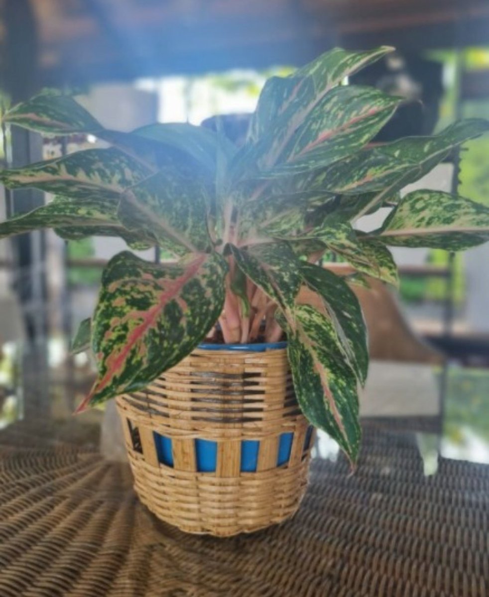 2aSourcing's tweet photo. Planter Stand made out of BAMBOO. The planter is made of matured bamboo. The natural looks add to the grace of the garden and interiors.

#vases #homedecor #flowers #vase #interiordesign #pottery #ceramics #handmade #design #decoration #flowervases #homedecoration #flowervase https://t.co/moakiipmA3