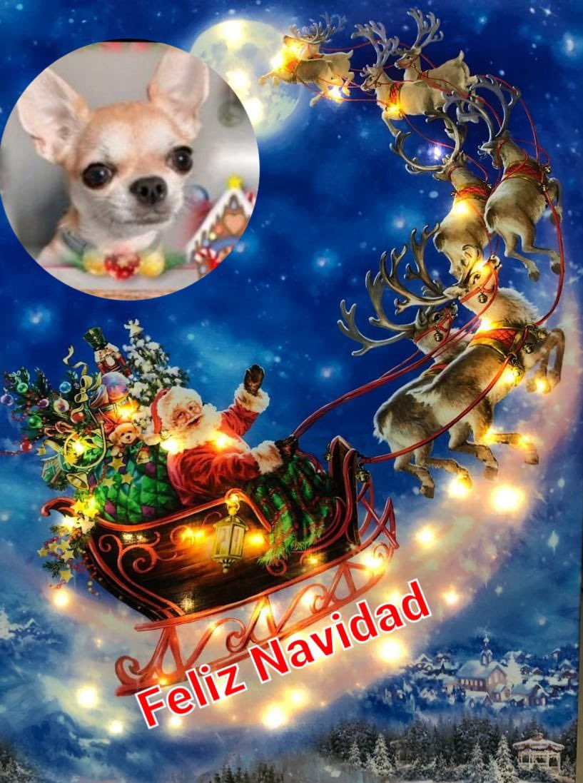 mssmaeko's tweet photo. Buenos días,estoy un poquito alejada de aquí,pero espero estar muy pronto para volver a leeros!! No podía dejar pasar un día como hoy para desearos.Feliz Navidad Para Todos Vosotros,cuidaros mucho 😘😘#YoMeRebelo24D #SoyAlejandraYTambienCuento24D https://t.co/WcMtWsGSYr