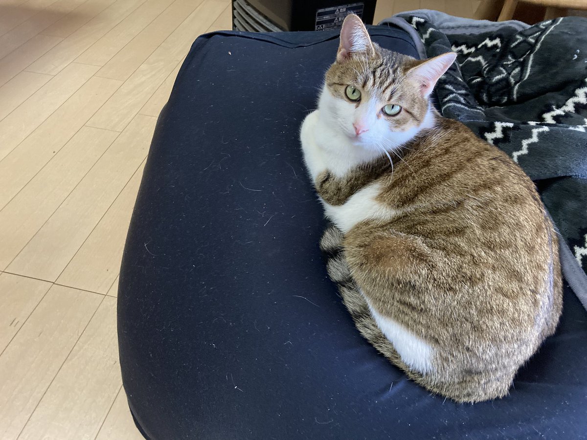 今年の春に生後7ヶ月くらいでやってきた子。生まれた時から一緒にいる先住猫に比べると、まだちょっと私たちに対して警戒心があるのに、なぜかこの子は基本家にいる。明日から天気悪いから外で遊んできたら？とつい声をかけてしまう。
