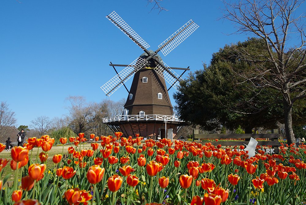 🌷 まつり🌷 金堀町525） 園内が20種類5万株のチューリップで彩られます。 メルヘンの丘ゾーンには約1万株で作るチューリップめいろも🌷 ▶期間：2022年1月2日～1月30日 ▶https