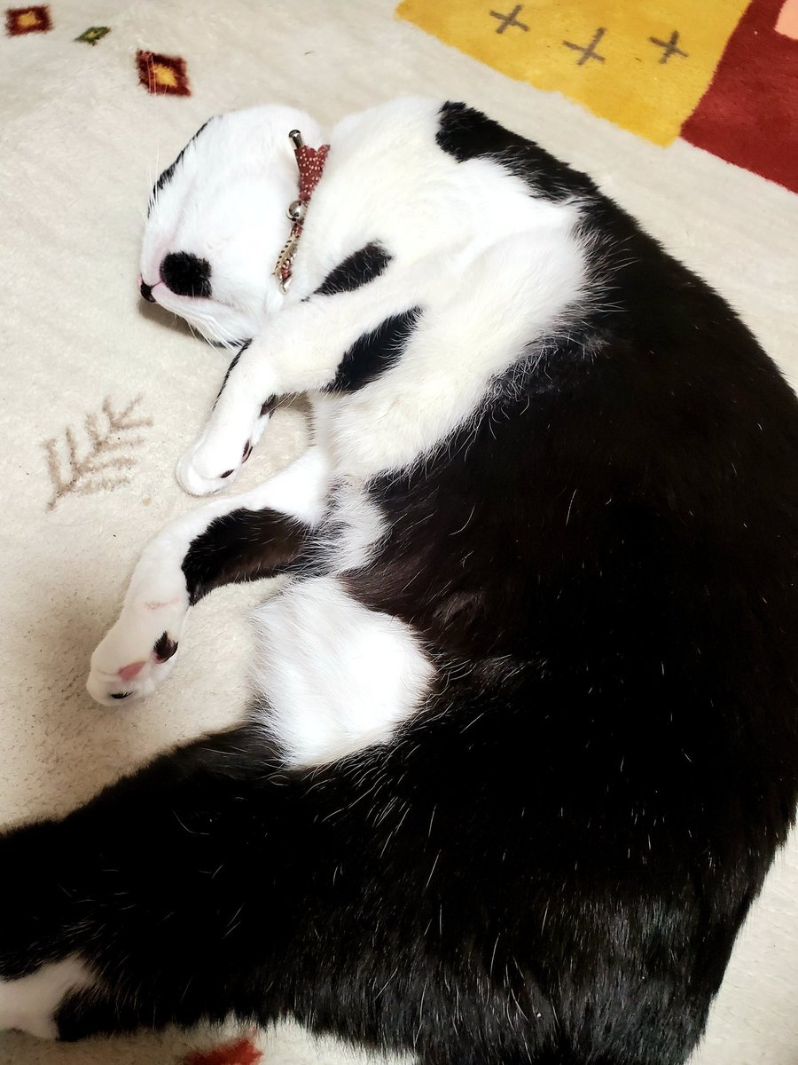 本来は私しか吸えない猫の腹だけど 今日はイブだから源サンタから