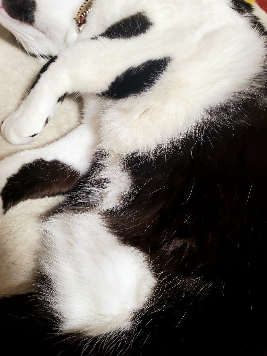 本来は私しか吸えない猫の腹だけど 今日はイブだから源サンタから