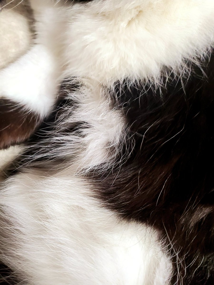 イソベサンタ アニマルサンタ ネコ 黒白 イソベサンタ アニマルサンタ ネコ 黒白