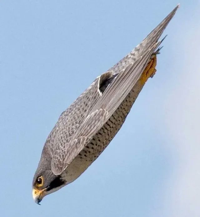 The fastest animal on the planet (much faster than a cheetah, which is the fastest LAND animal) is the peregrine falcon, which reaches eye-watering speeds over 320 km/h 9200 mph).

*Photo by Gordon James.