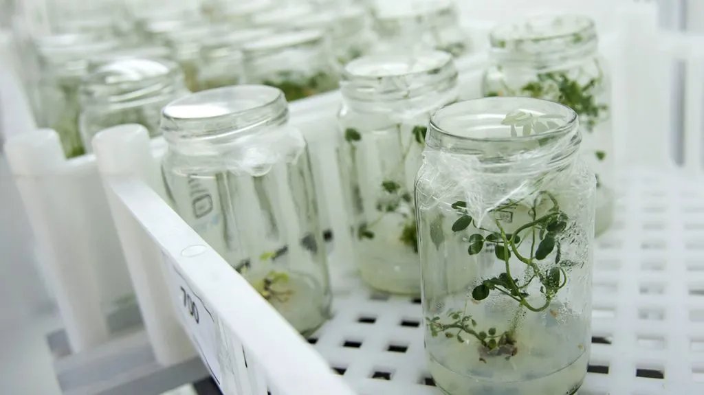 OfAdvances's tweet photo. #GMO means genetically modified organism. It includes a wide range of organisms, from insects and plants to large animals that farmers raise for food production.
#Alsb https://t.co/j0QlHsLTZm