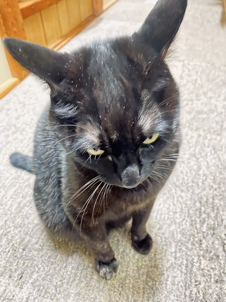 _pomkey's tweet photo. ニャントーク凄い🐱
背中撫でて、ご機嫌だったのに
突然の激おこww
触り方嫌だったらしい🤣

翻訳中と実際の写真📷🐈‍⬛
①枚目　ご機嫌❣️
②枚目　ちょっと違和感
③枚目　超激おこぷんぷん
④枚目　翻訳直後の写真

#猫のいるくらし 
#猫のいる生活 
#猫好きさんと繋がりたい 
#猫 #黒猫 #cat #ねこ https://t.co/yUYjzKbPVs