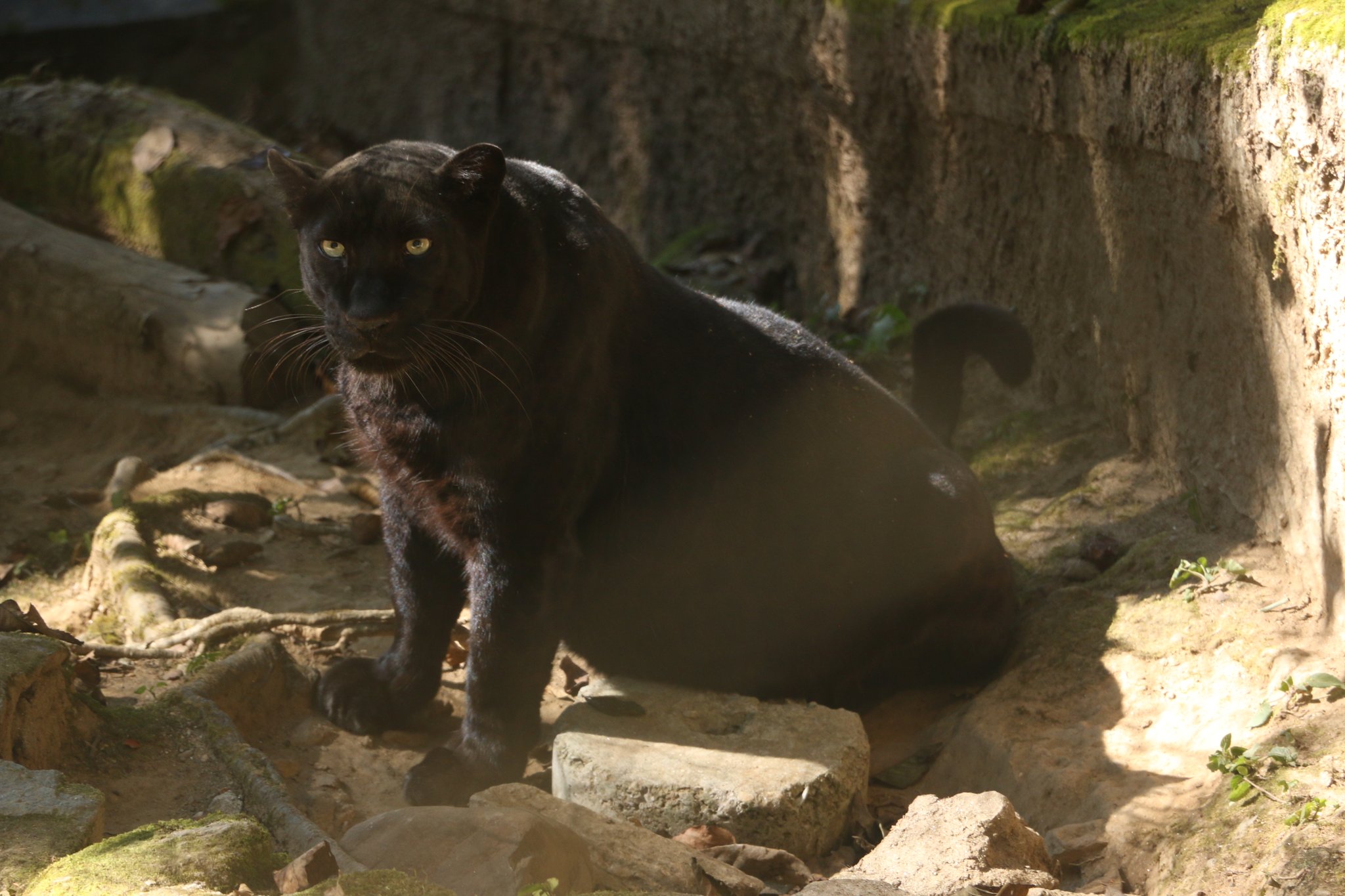 All About the Black Panther: Ghosts of the Forest