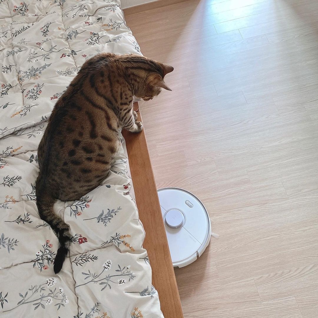roborockaus's tweet image. Extra help to clean your space, especially with a cute cat around.

Look at how @renaahong&apos;s Roborock S5 Max efficiently does the cleaning with its automated mopping and sweeping on a single charge.

Visit the link in our bio for more information. #mop#modernliving #RoborockS5Max