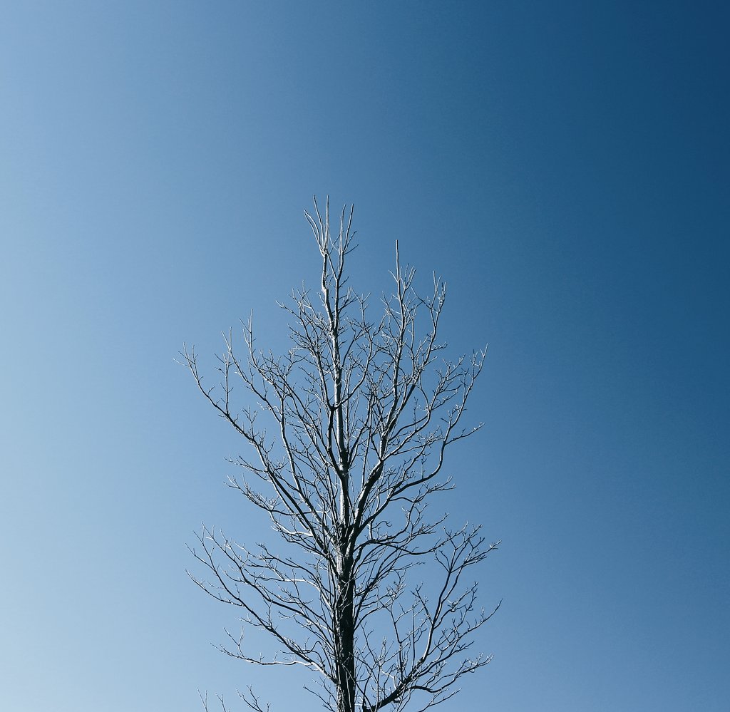 TangXXX1's tweet photo. 今天早晨，下了雪，现在出来太阳，把雪融化了。拍雪景的机会是泡汤了 https://t.co/s7mWfTUign