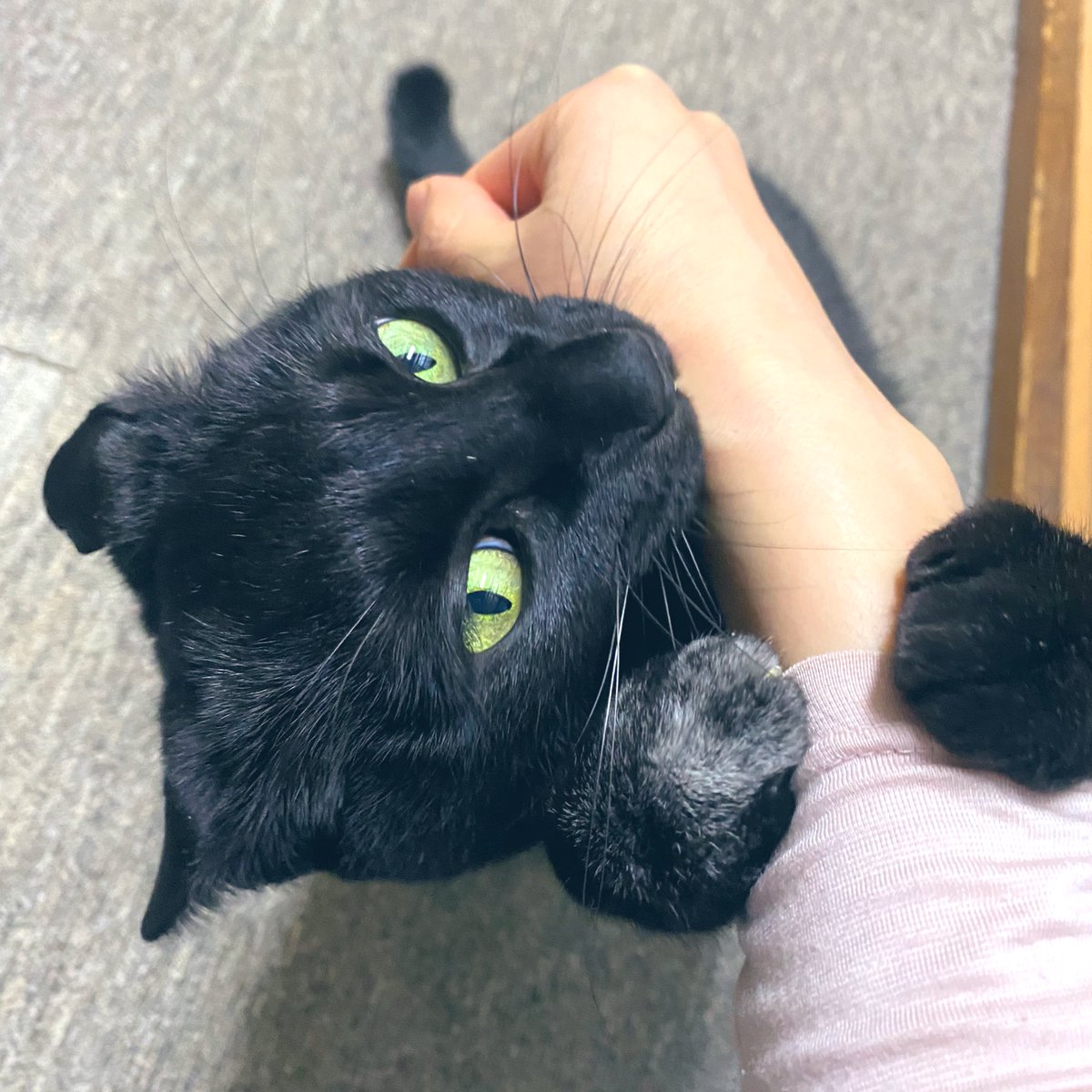 _pomkey's tweet photo. 🐈‍⬛：激おこプンプン〜٩(๑`^´๑)۶

👩：痛い🤚やめてww

#猫のいるくらし 
#猫のいる生活 
#猫好きさんと繋がりたい 
#猫 #黒猫 #cat #ねこ
#にゃんトーク https://t.co/Vfv6oxkE6R