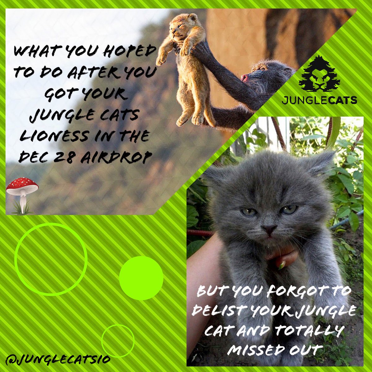 kng_texas's tweet photo. Just can’t stop shilling these @JungleCatsIO!
#GROAR #JungleCat #JCmeme #SolanaNFT https://t.co/VwZhDx4cHF