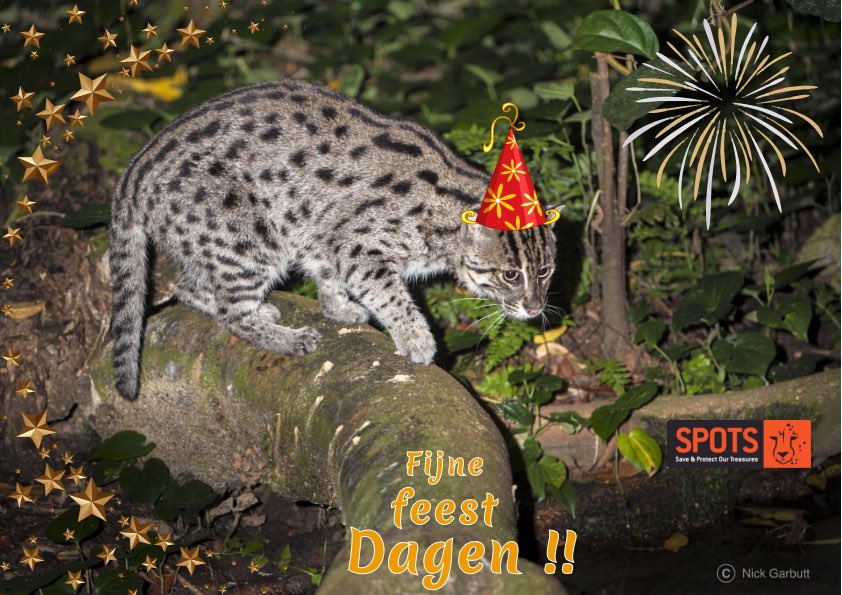 stichtingspots's tweet photo. Wij willen jullie hele fijne Feestdagen wensen! Dat doen we middels deze afbeelding van de Vissende kat. Dit is het dier waarvoor wij in 2022 aandacht zullen vragen naast onze focusdieren de leeuw, cheeta en luipaard. 🎄

https://t.co/oqMD4o8nFr https://t.co/4XBR9d4ti6