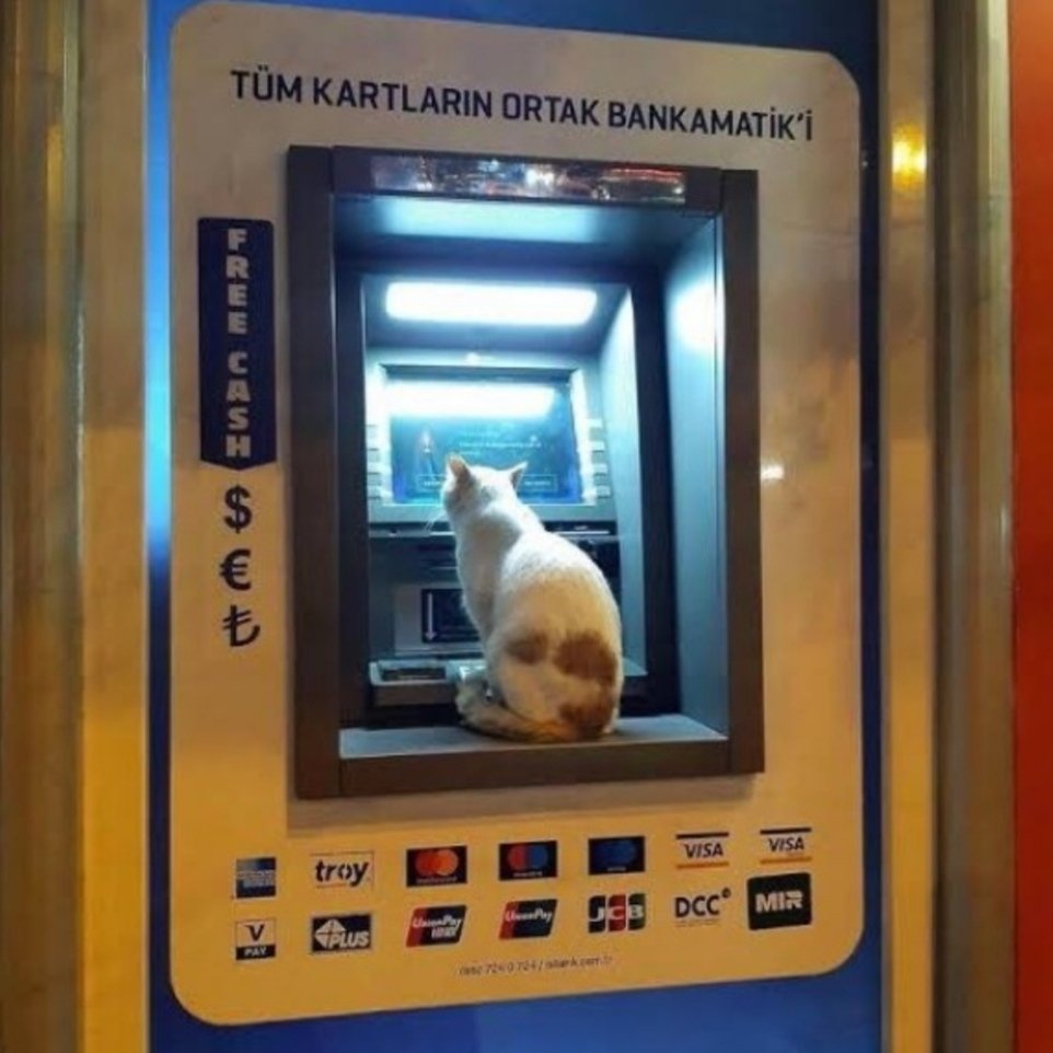 1tes50's tweet photo. Meowduat Hesabı https://t.co/FUAxqM2qPA
