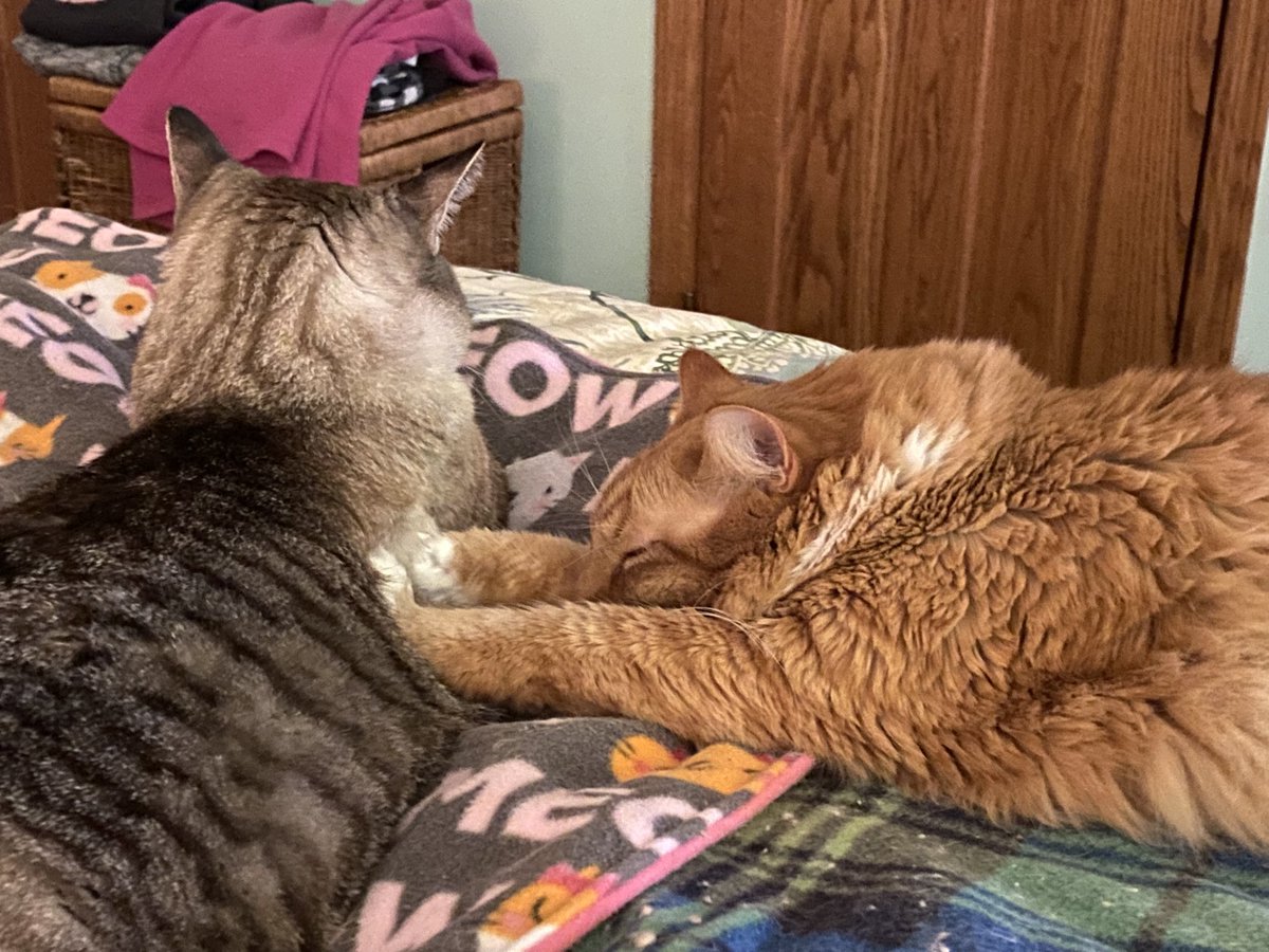 ItsMeDeaner's tweet photo. Aggressive #pawsofpossession https://t.co/3nUCwRKAhG