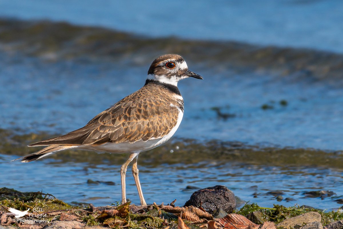 BFriggs's tweet photo. Killdeer at Nockamixon State Park, PA.
#birdphotographycommunity 
#birdphotography
#naturephotography
#wildlifephotography
#TwitterNatureCommunity 
@WildlifeofDay
@birdsbountiful
@todaysbird https://t.co/d8CJNKKP2a