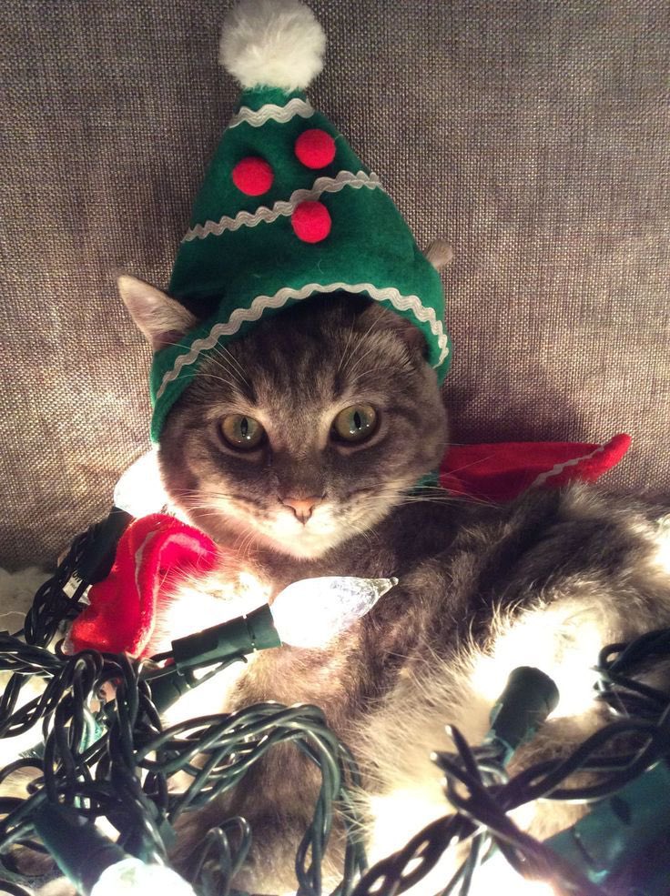 Marie Nassar tweet media