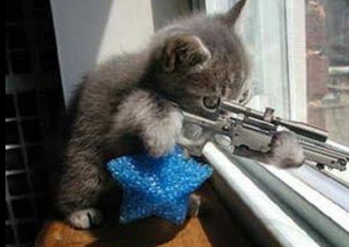 One $KITTY down