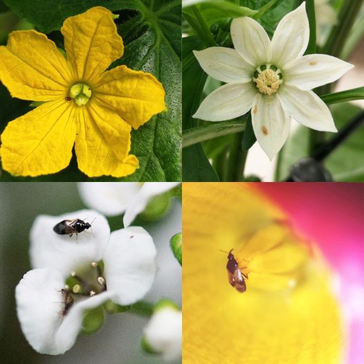 AgrobioSL's tweet photo. Las flores siempre protegidas 🌸
#tip para asegurar el fruto: controla el trips de forma natural con insectos beneficiosos.
·
#agrobio #oricontrolcold #oricontrolplus https://t.co/9yQCQRUWiS