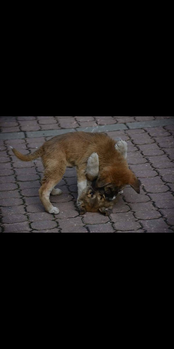 eeliffkk's tweet photo. Öğrenciyim tek başıma sokak hayvanlarına yetişemiyorum battaniye ve mama desteğine ihtiyacımız varrr lütfen destek olur musunuz Allah rızası için şu soğuk kış günlerinde minik canları unutmayalım 
#animal #sokakhayvanlari #snowy #eat #cat #dog #birdphotography #animals https://t.co/4GMfQVbEGP