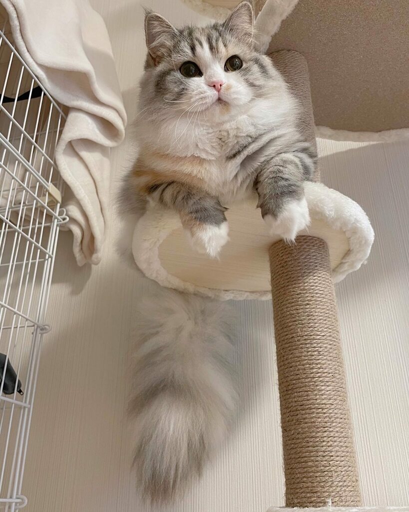 ねむろぐ🐈ねこがいる暮らし/スコティッシュフォールド tweet media