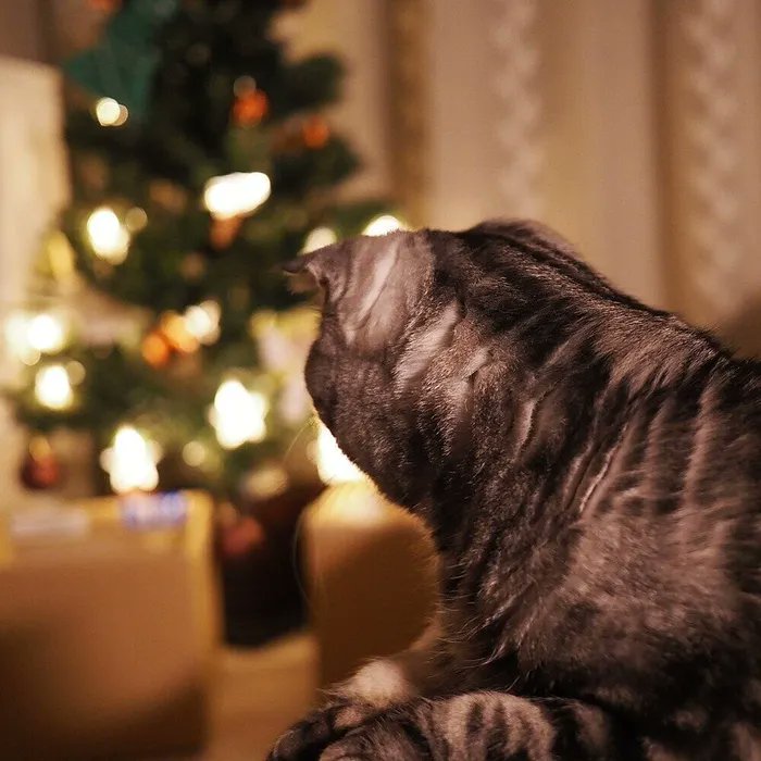 猫にとっては変わった1日? プレゼントはたくさんの箱なメリークリスマス【連載】渋ネコししまるさん #131 |ねこのきもちWEB MAGAZINE https://t.co/0eEajIGfMr