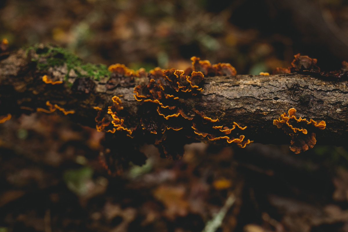 maxyboy120's tweet photo. A view of electric orange alongside the hiking path today. Anyone able to identify these beauties? https://t.co/nBRekBk8rm