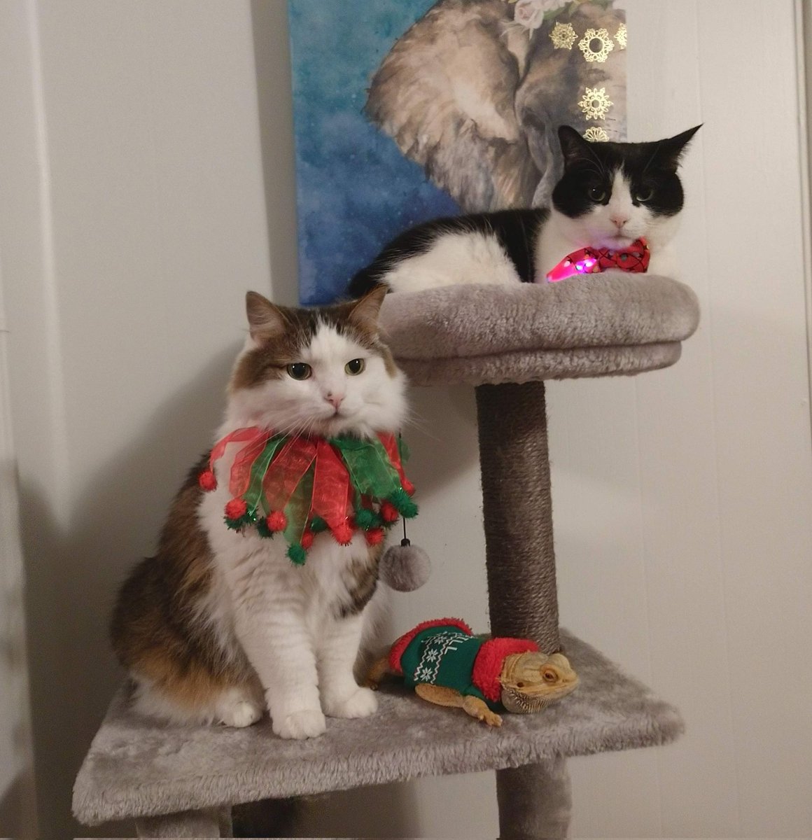 tastykatess's tweet image. My girls agree to one Christmas pose a year before digging into to Santa&apos;s haul from @PetSmart! 
#SantaAtPetSmart #Comtest