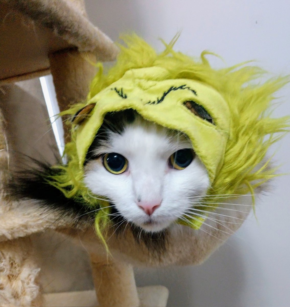 tastykatess's tweet image. My girls agree to one Christmas pose a year before digging into to Santa&apos;s haul from @PetSmart! 
#SantaAtPetSmart #Comtest