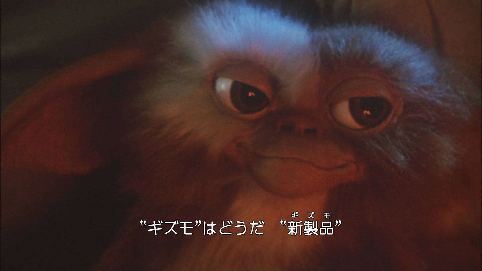 ギズモ Mog Giz Twitter