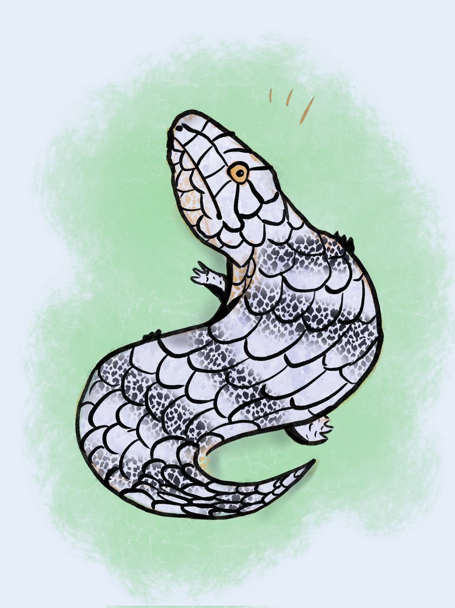 jacobporter's tweet photo. An illustration of the mighty Shakespeare Rex, King of the Poets! 🐊🐊🐊🐊🐊

#art #illustration #reptiles #lizards #DINO #dinosaurs #rex #teacher #herpetology #skinks https://t.co/BRlsZCqCwC
