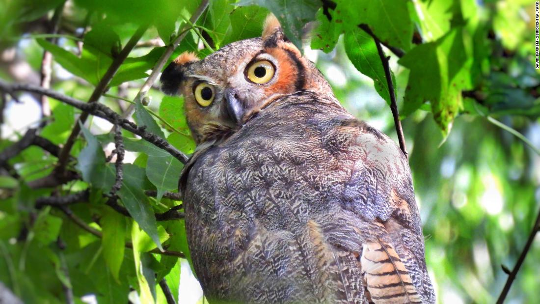 funpets's tweet photo. New post (New Yorkers and wildlife are finding solace in the city's parks) has been published on Kritter Kingdom - https://t.co/LnUCNiXGAs https://t.co/3CCUT4JLub