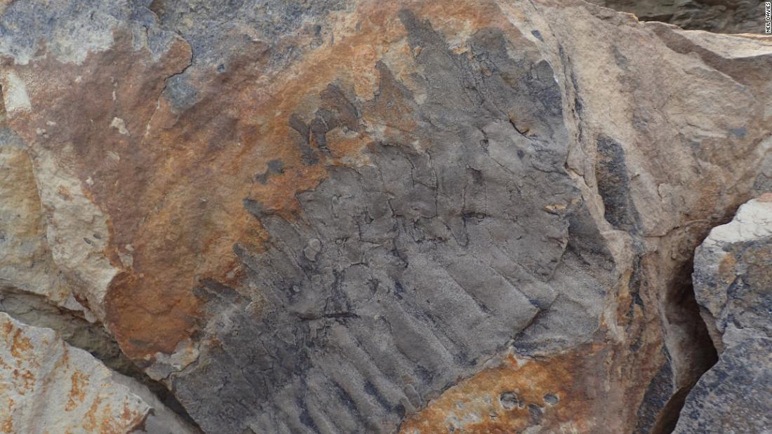 funpets's tweet photo. New post (Fossil of a giant millipede reveals 'the biggest bug that ever lived') has been published on Kritter Kingdom - https://t.co/Q90qB7AhcU https://t.co/iGPcKuhcSl