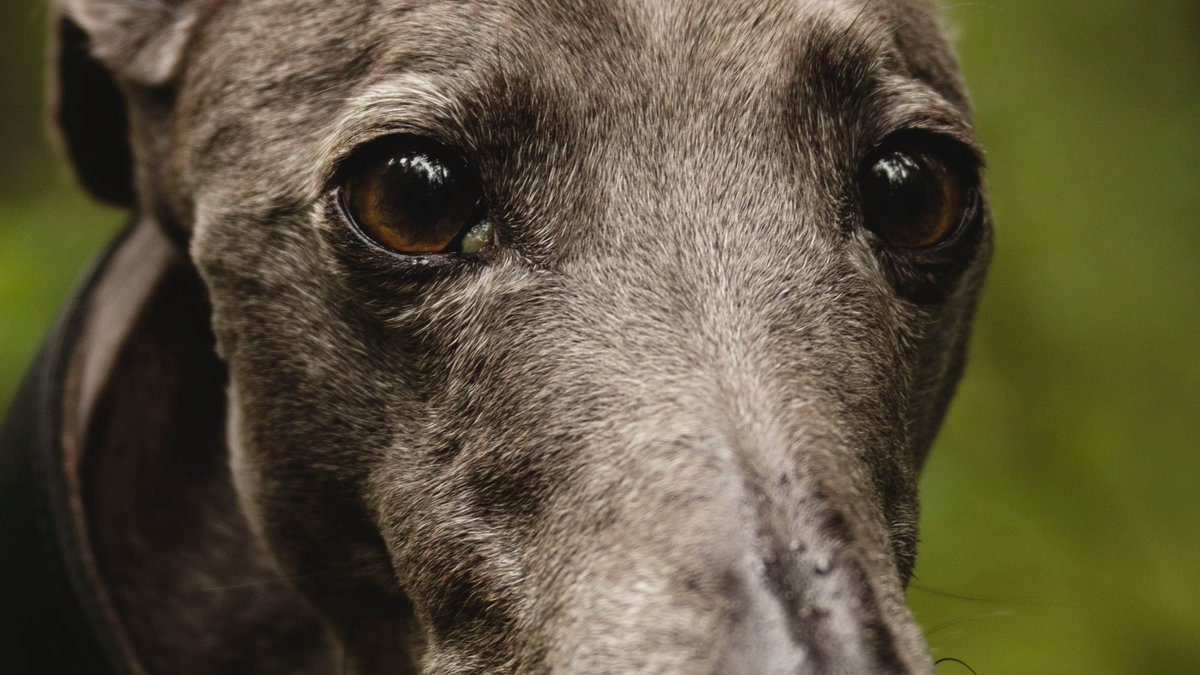 CHRISTMAS TREATS - THE DOS AND DON'TS 🐾

We all love to give our four-legged friends a festive treat 😋, but there are tasty foods that are toxic to dogs and should never be offered ❗️

❌ Chocolate
❌ Grapes
❌ Most nuts
❌ Christmas pudding and mince pies
❌ Onions and leeks