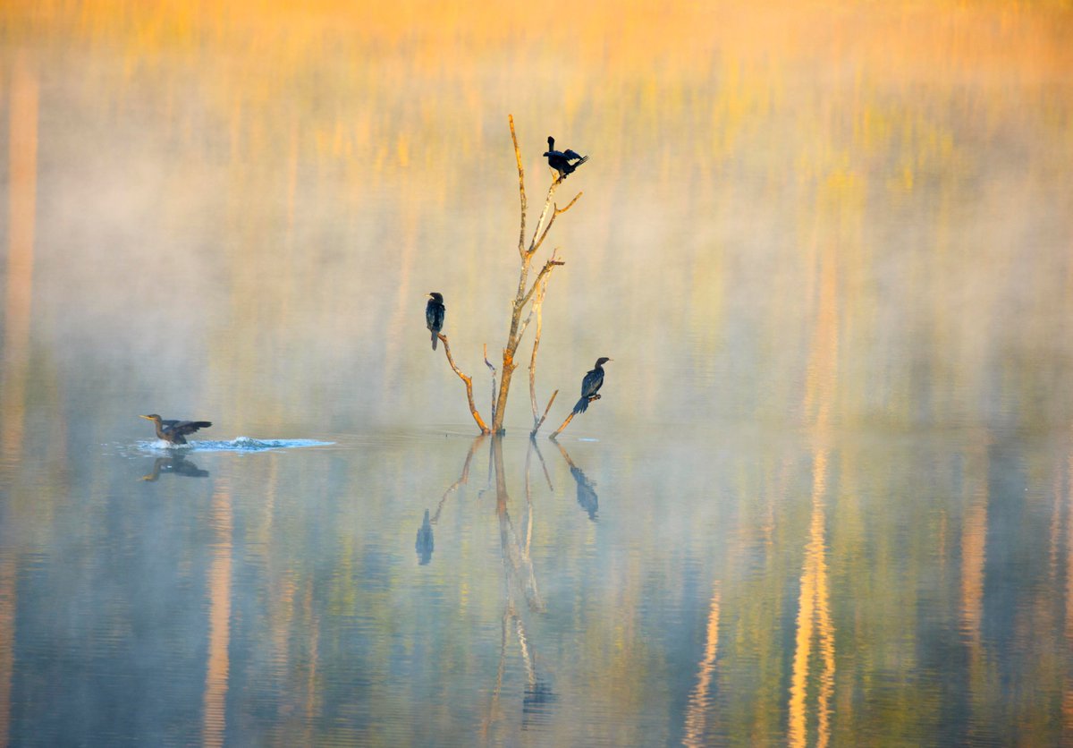 unhotelier's tweet photo. A morning safari in Kanha National Park.
The forest welcomes you with a beautiful mist in the winter mornings. The cormorants were posing perfectly for our photographer friend Saify.
#kanha #microexperiences #birding https://t.co/CTme8zkaSz