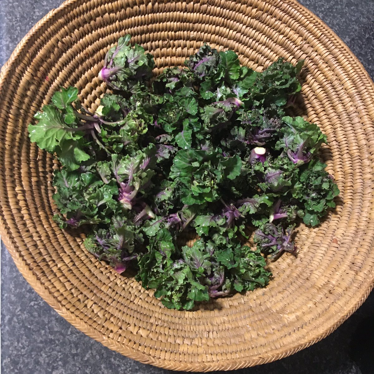 JoFreeRangePlay's tweet photo. Christmas kalettes picked ready for lunch tomorrow #Permaculture #CropsNotShops #NoDig #nödig #HomeGrown https://t.co/8GoDjwDdHj