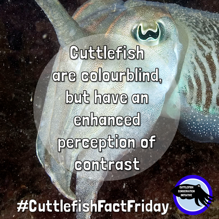 cuttle_cons's tweet photo. It's #CuttlefishFactFriday!
Cuttlefish eyes are highly advanced, but they cannot see colour. However, they can detect differences in polarised light better than any other animal! This helps determine contrast, which may help in low-light environments.
📸@paulnaylormarinephoto https://t.co/zysryqw4xe