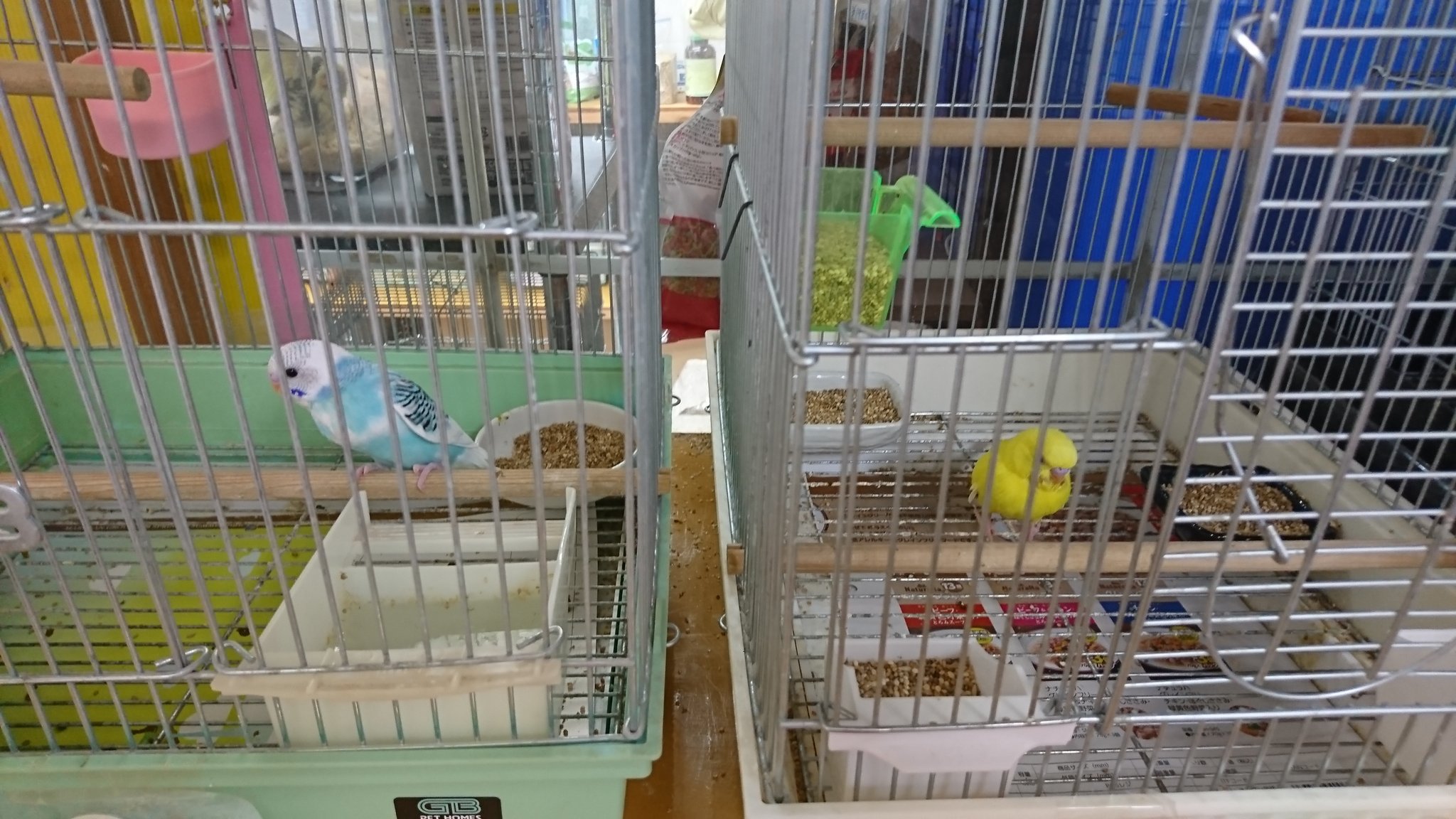 埼玉県鶴ヶ島ペットショップハピネス 小動物専門店 鳥メイン デグー 販売中です Inkokotori1621 Twitter