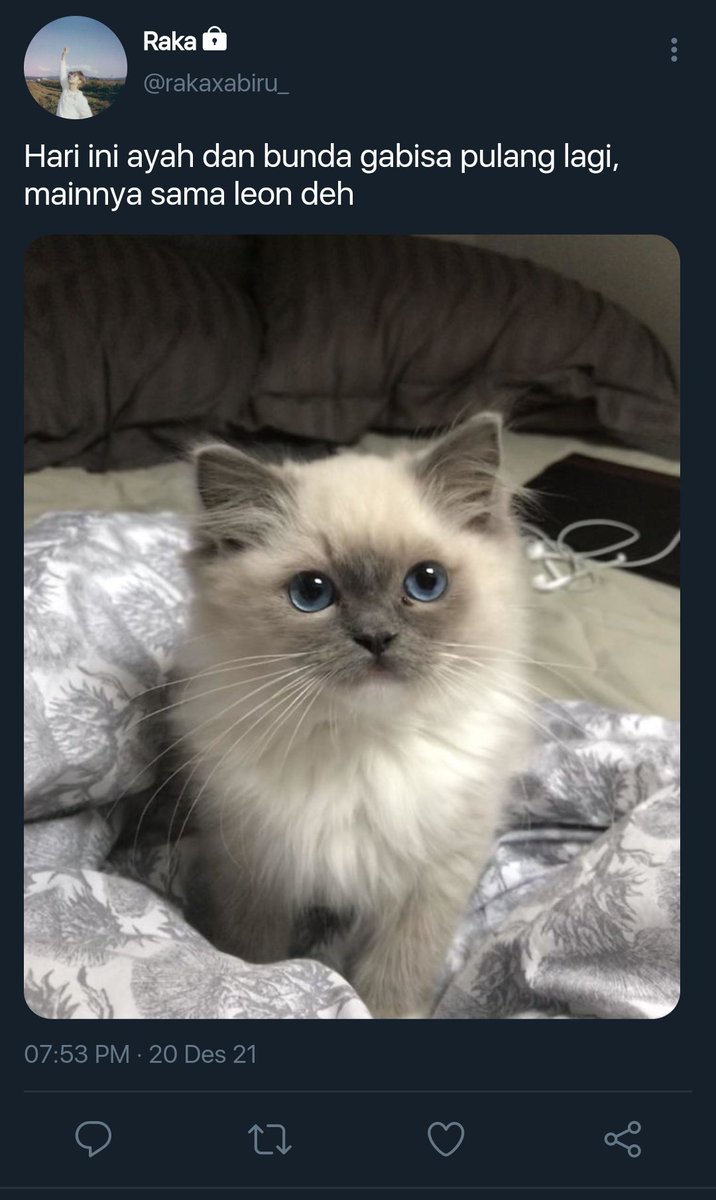 кошка похожая на сиамскую но пушистая. сиамская невская маскарадная. сиамская кошка пушистая порода. балинезийская рэгдолл. кошка похожая на сиамскую но пушистая.