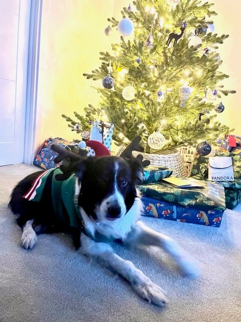 access_hardware's tweet image. Merry Christmas from our furry four-legged employee, Bubba the Border Collie 🎄🎅🐾

#AccessHardware #MerryChristmas #FourLeggedFriend #IronMongery
