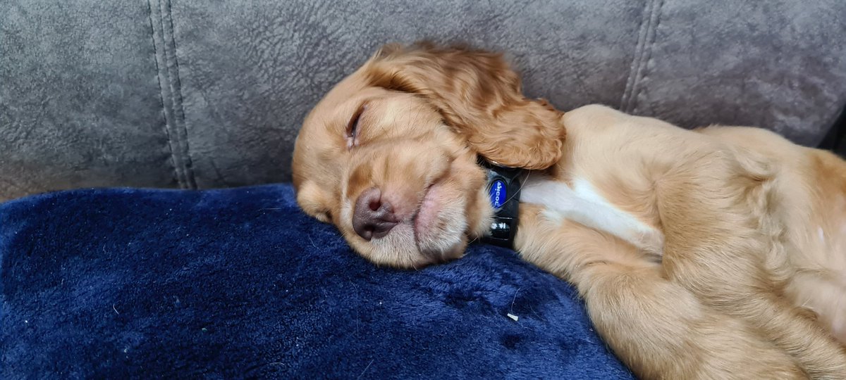 leedenz79's tweet photo. @Jamiehuwroberts Spaniel + trying to eat every she shouldn't  = poorly pup, with stomach infection 😫 https://t.co/30JERr6JlK