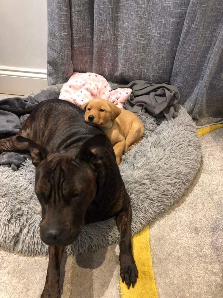 sharpullcoco's tweet photo. @GraemeDogfather Merry Christmas! I have a new baby brother. Meet Archie! He is very clever and most of the time a good boy! Until he jumps on my head! https://t.co/5IJBephrwg