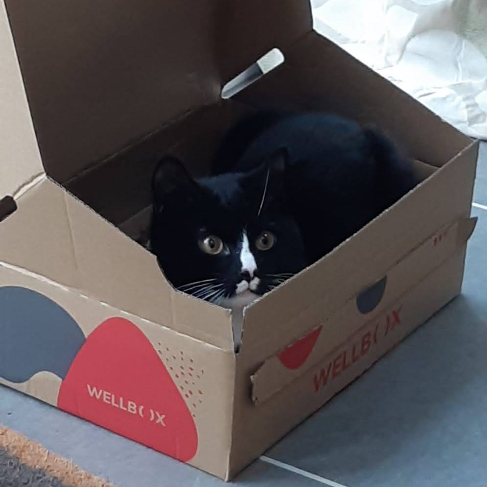 Wishing everyone in the Twitterverse a very Merry Christmas and a Happy New year! 🎄🎅  Thank you <a href="/Qlik_UK/">Qlik UK</a> for the <a href="/wellboxuk/">WellBox</a> hamper sent to all qlikkies 🙏 Great #leadership-we loved it, so did our cat!😻