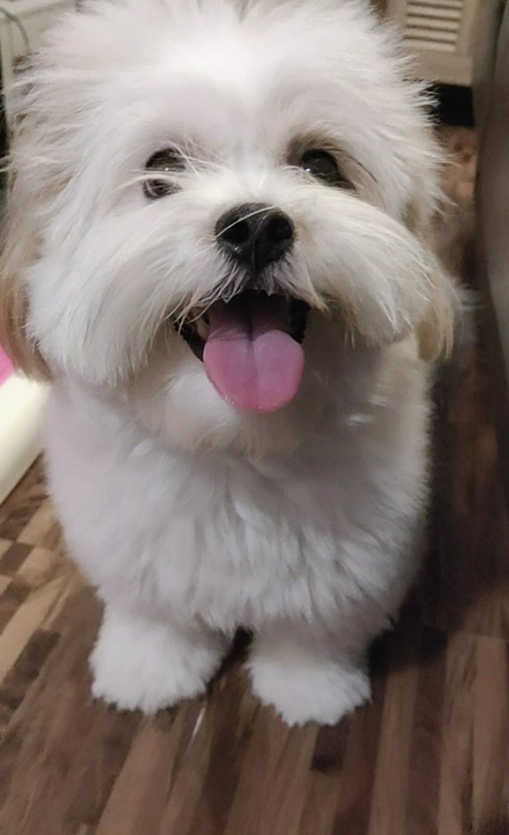 abbyloves08's tweet photo. Merry Christmas from my machuchulit na bibis! 🥰

#AteRiri 
#Mikmik https://t.co/zdBtuNmHDT
