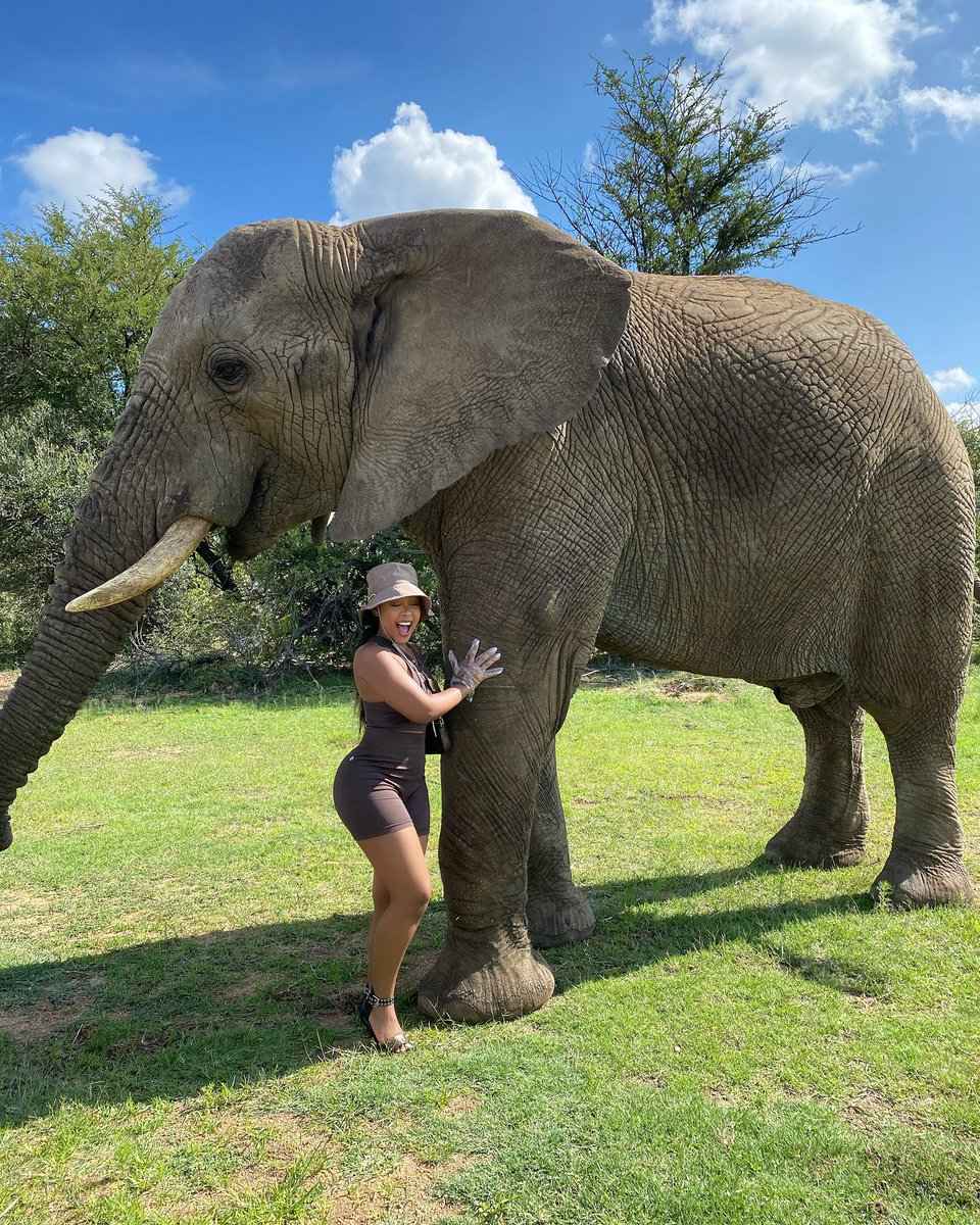 mandyvilakazi7's tweet photo. 🐘 https://t.co/ChZPIUWZUN