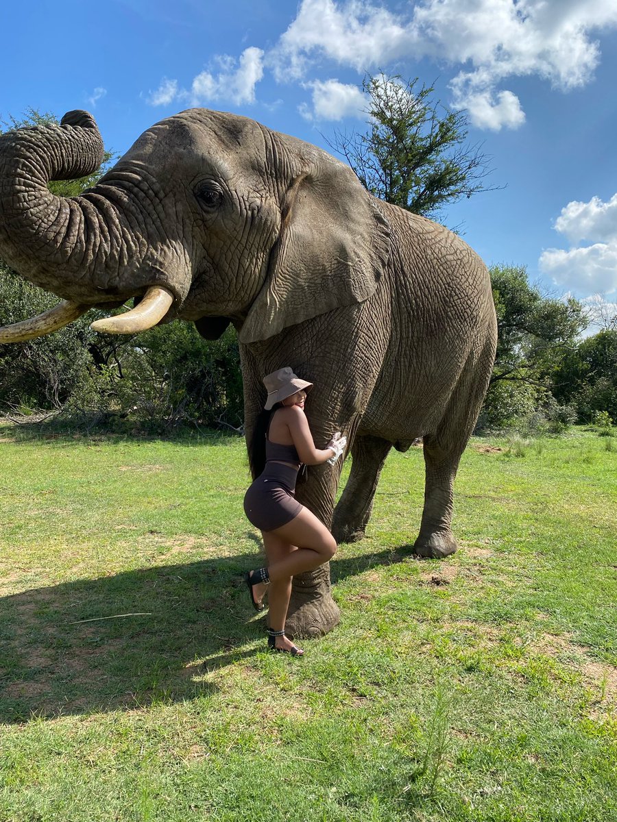 mandyvilakazi7's tweet photo. 🐘 https://t.co/ChZPIUWZUN
